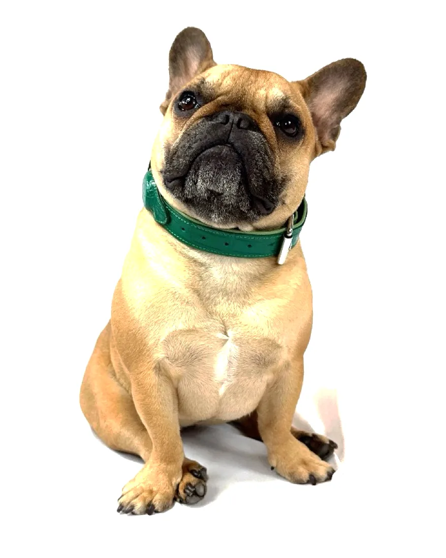Doris the French bulldog wearing the Green Crocodile Collar, a luxury crocodile leather dog collar