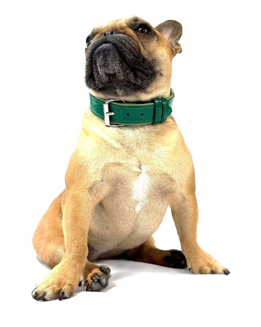 Doris, the Rich Dogue French bulldog and muse, wearing the Green Crocodile Collar