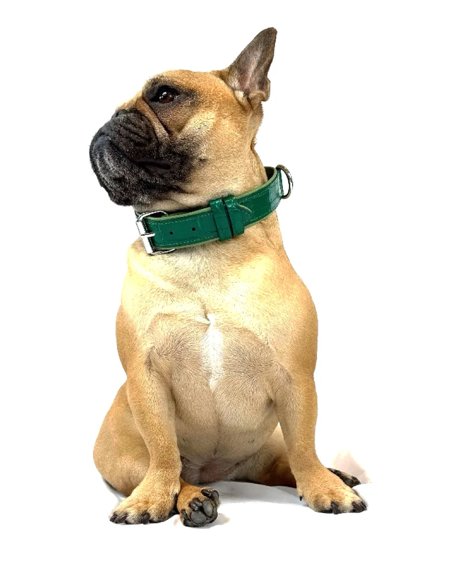 Doris the French bulldog in profile, wearing the Green Crocodile Collar with silver hardware