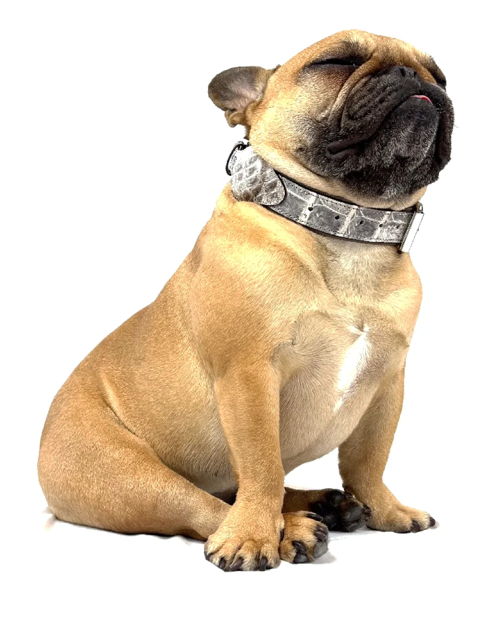 Doris the French bulldog wearing the Himalayan Crocodile Tracker Collar, a luxury crocodile AirTag dog collar
