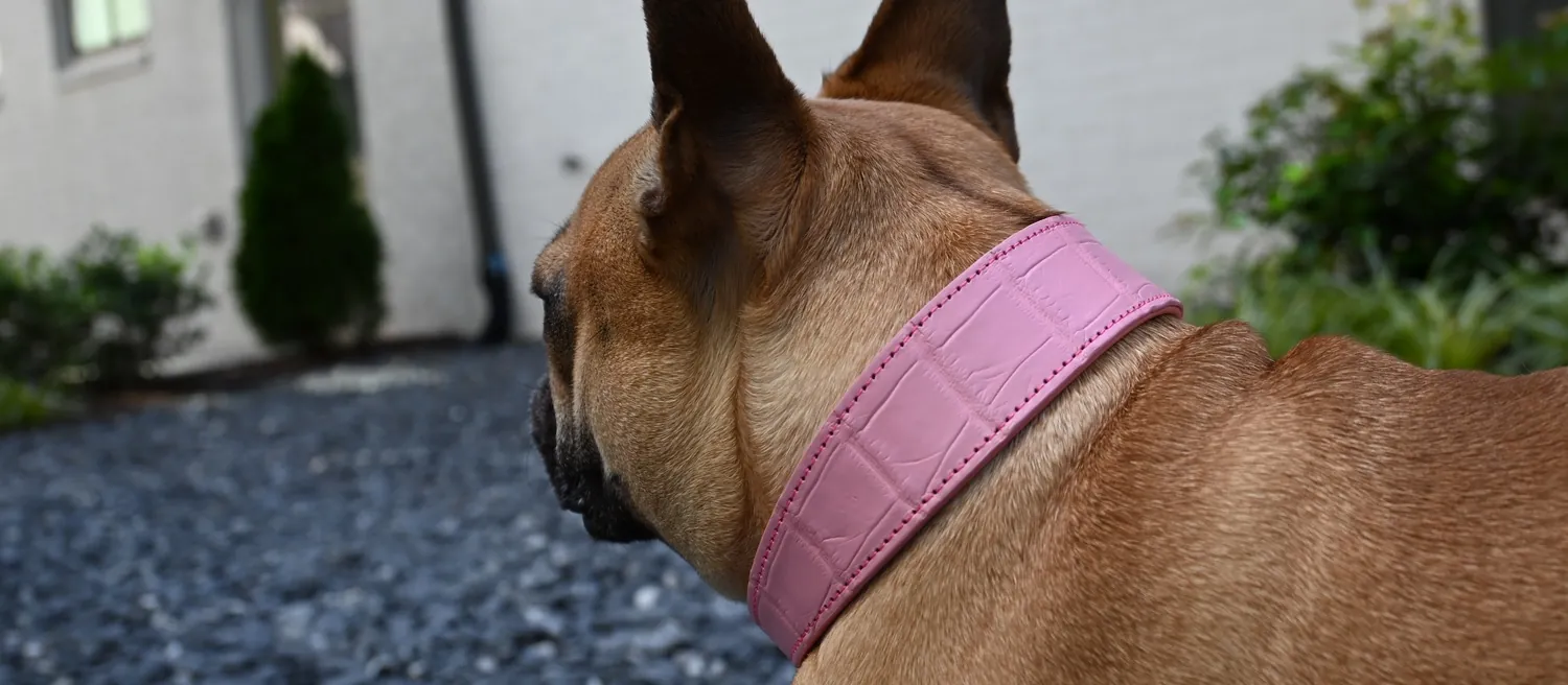 Over-the-shoulder view of Doris the French bulldog wearing the Pink Crocodile Collar outside a white brick house
