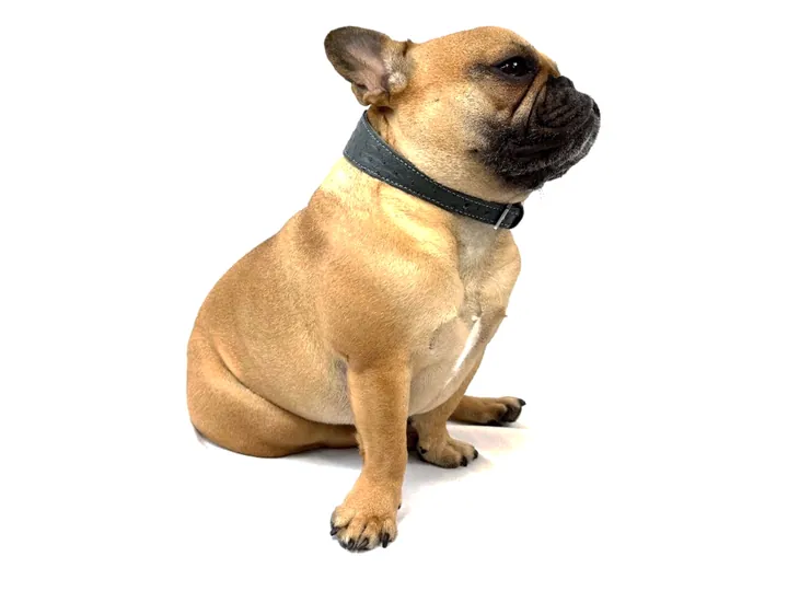 Doris wearing the Grey Ostrich Collar