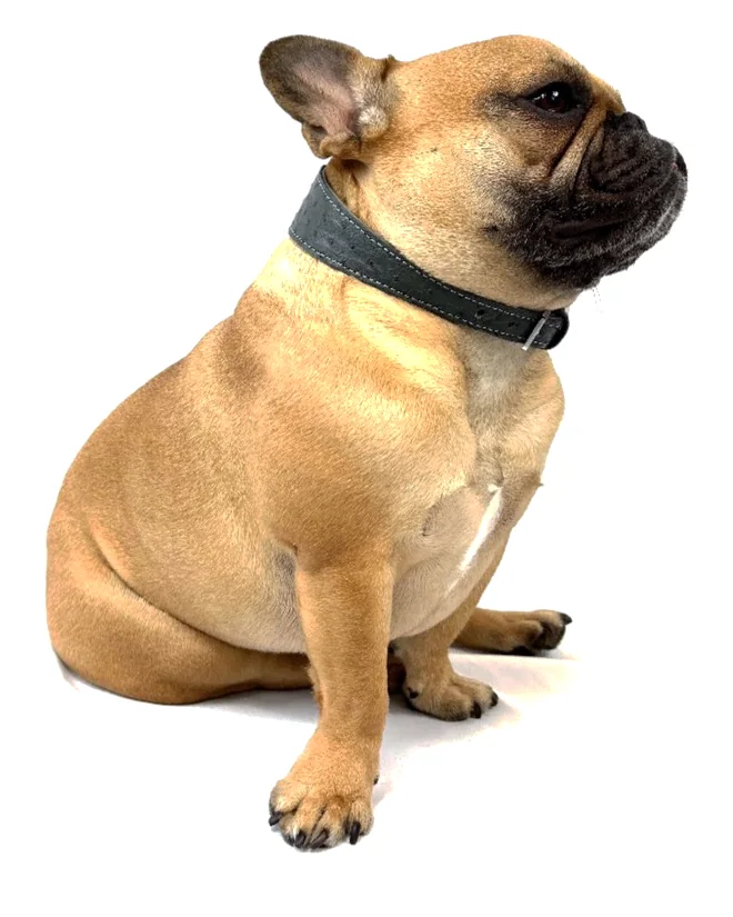 Doris the French bulldog wearing the Grey Ostrich Collar, a luxury ostrich leather dog collar