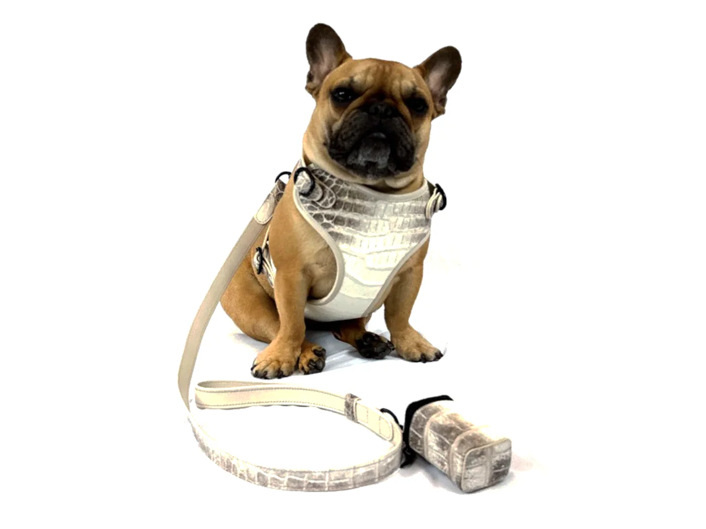 Doris the French bulldog wearing the Himalayan Crocodile Harness & Matching Collar, a luxury crocodile dog harness and matching collar