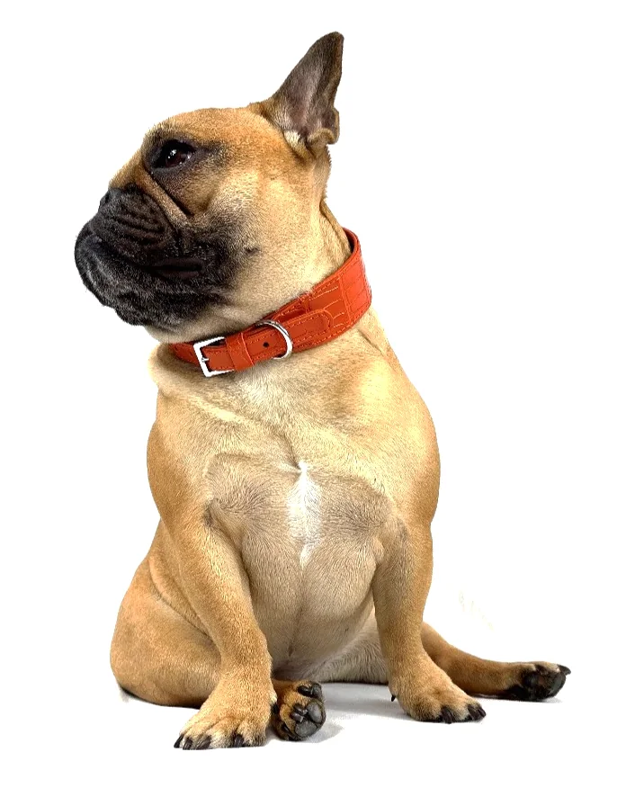 Doris the French bulldog wearing the Orange Crocodile Collar, a luxury crocodile leather dog collar