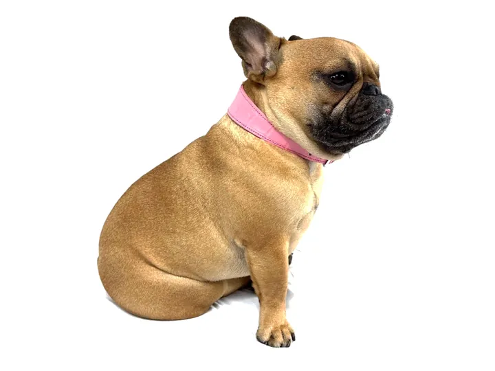 Doris wearing the Pink Crocodile Collar