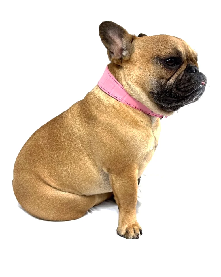 Doris the French bulldog wearing the Pink Crocodile Collar, a luxury crocodile leather dog collar