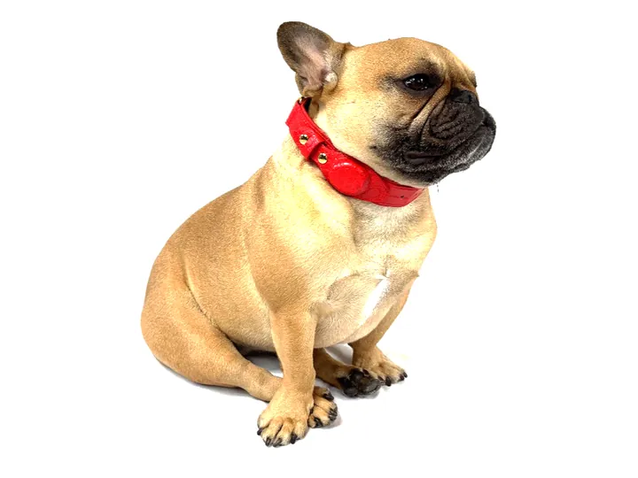 Doris wearing the Red Crocodile Tracker Collar