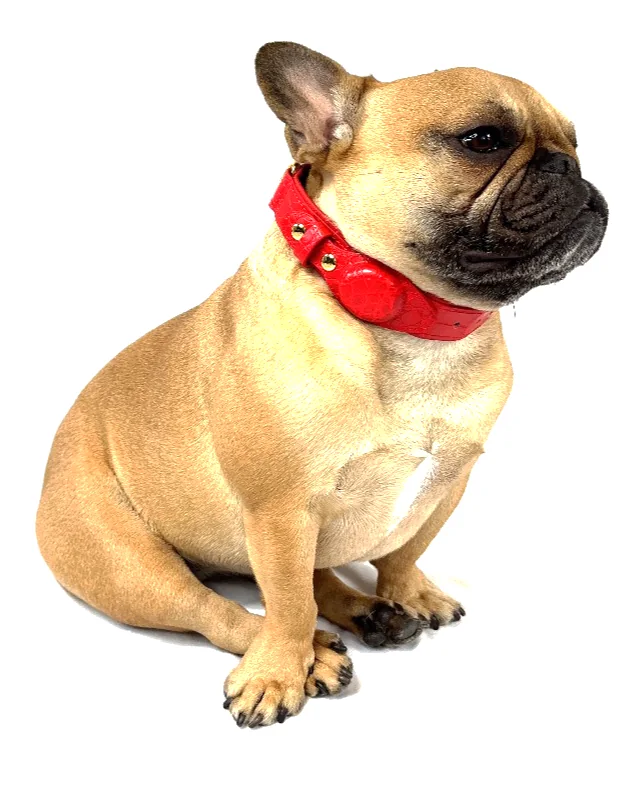 Doris the French bulldog wearing the Red Crocodile Tracker Collar, a luxury crocodile AirTag dog collar