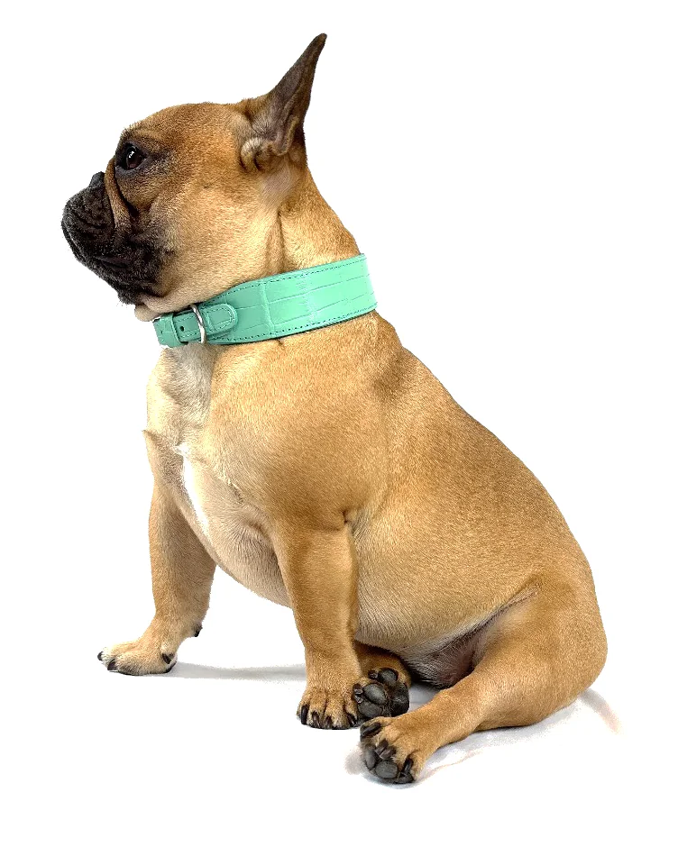 Doris the French bulldog wearing the Teal Blue Crocodile Collar, a luxury crocodile leather dog collar