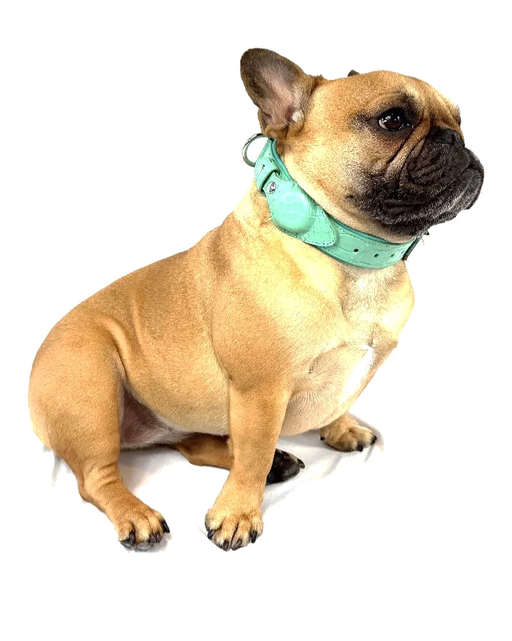 Doris the French bulldog wearing the Teal Blue Crocodile Tracker Collar, a luxury crocodile AirTag dog collar
