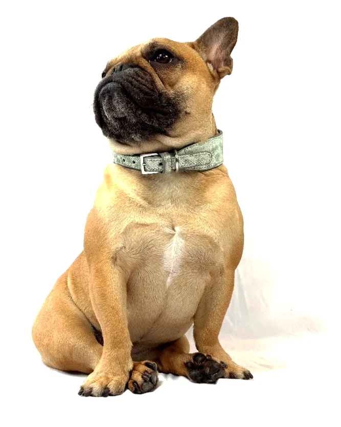 Doris the French bulldog wearing the Iridescent Green Water Snake Collar, a luxury water snake leather dog collar