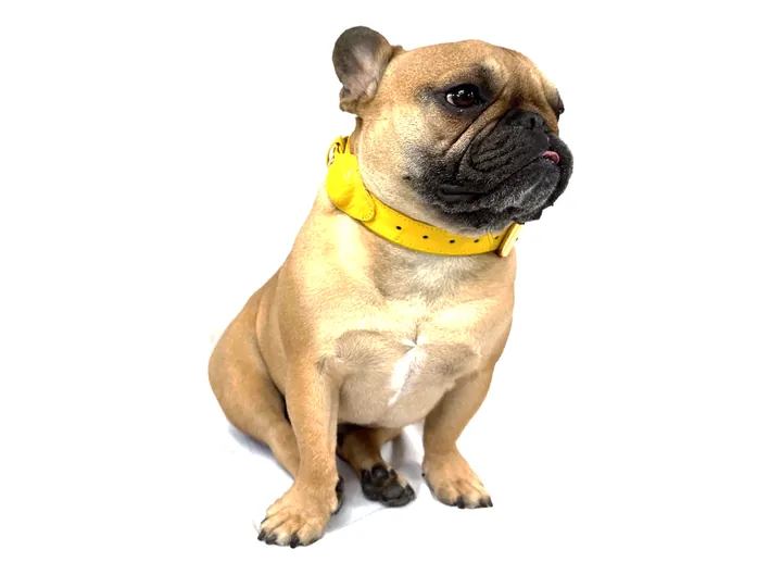 Doris wearing the Yellow Crocodile Tracker Collar