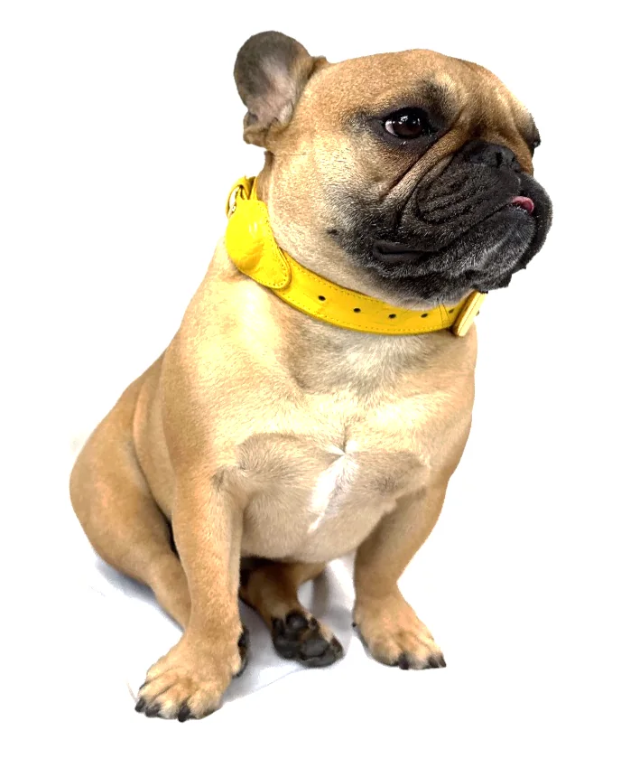 Doris the French bulldog wearing the Yellow Crocodile Tracker Collar, a luxury crocodile AirTag dog collar