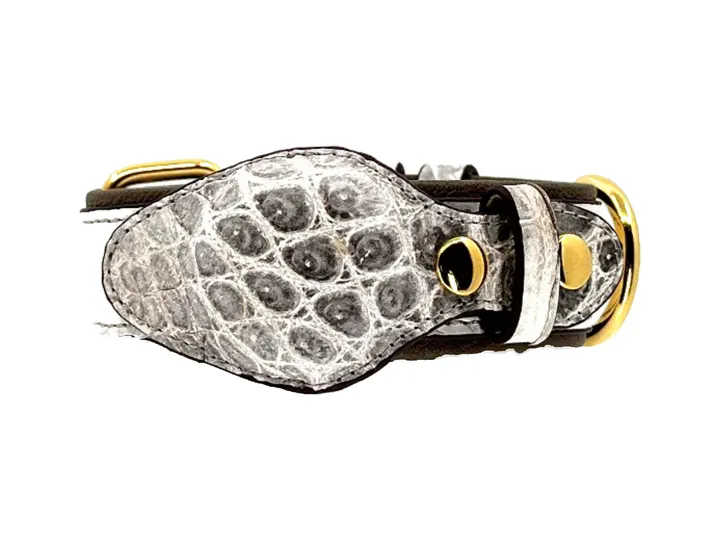 Himalayan Crocodile Tracker Collar, gold finish: luxury crocodile AirTag dog collar