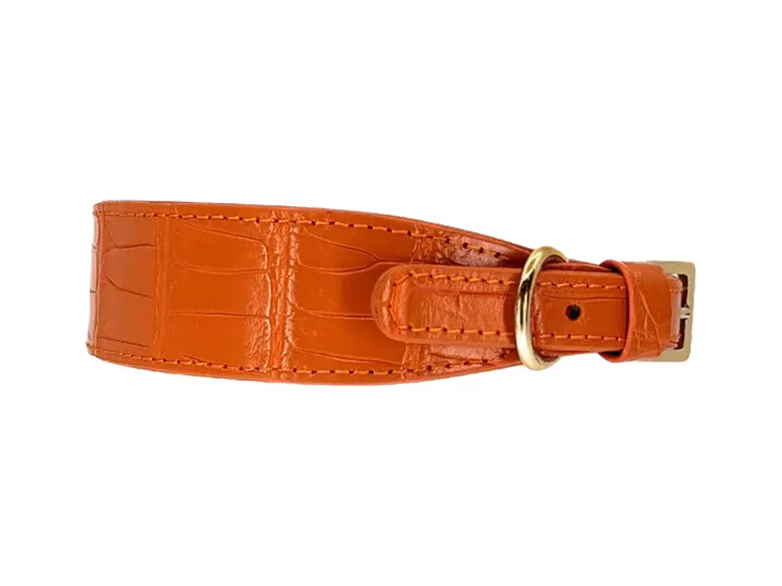 Orange Crocodile Collar, gold finish: luxury crocodile leather dog collar